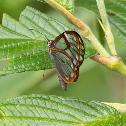 Greta morgane oto (Glasswing Butterfly).jpg